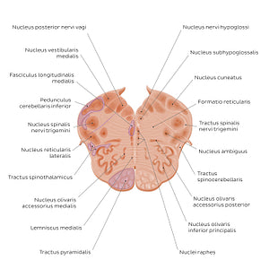 Medulla oblongata: Vagus nerve level  (Latin)