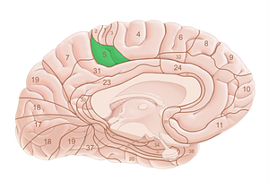 Brodmann area 5 (#18010)