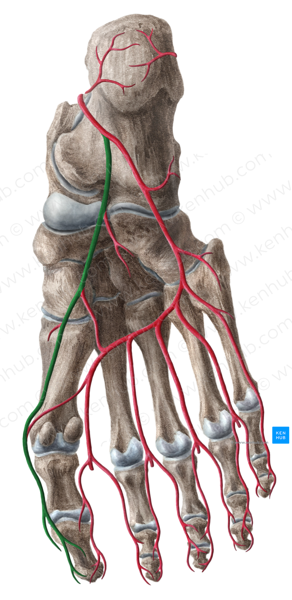 Medial plantar artery (#1634)