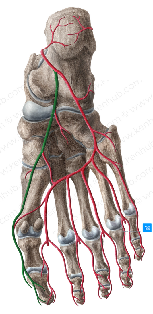 Medial plantar artery (#1634)