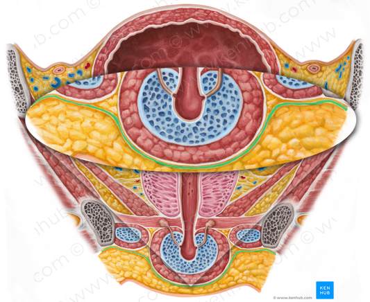 Superficial perineal fascia (#3584)