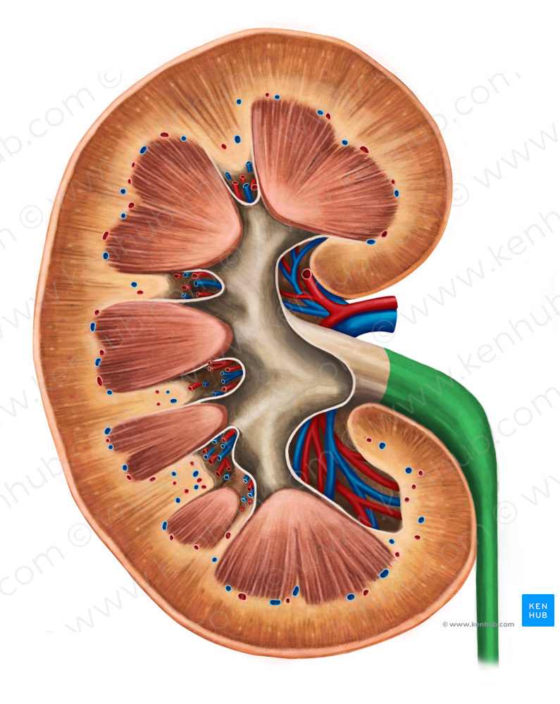 Ureter (#9855)