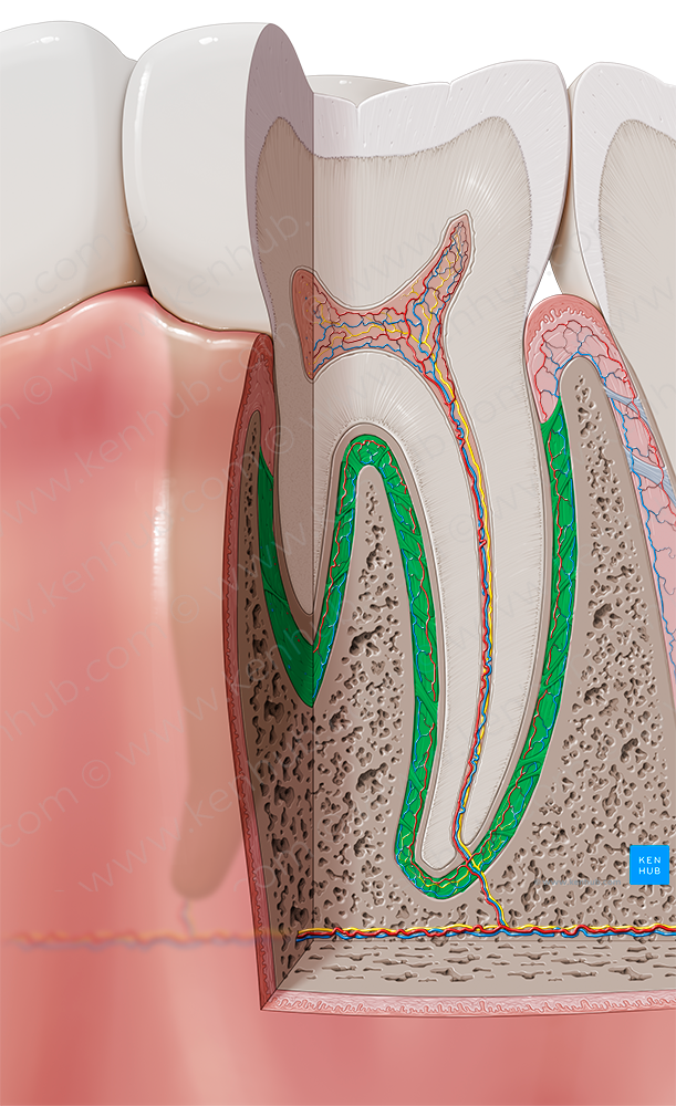 Periodontal ligament (#4594)