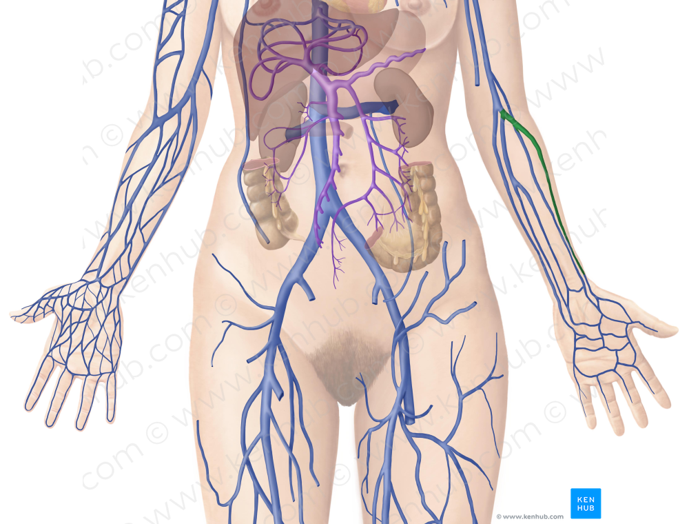 Radial veins (#10515)