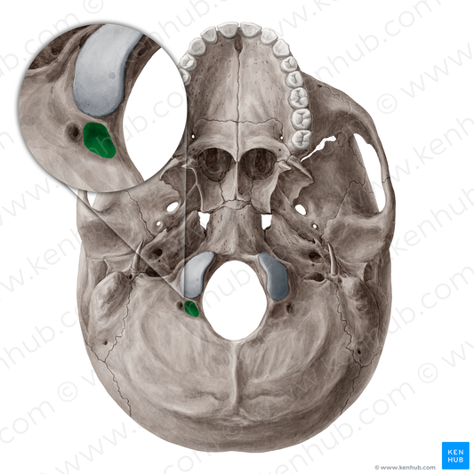 Condylar fossa of occipital bone (#21542)
