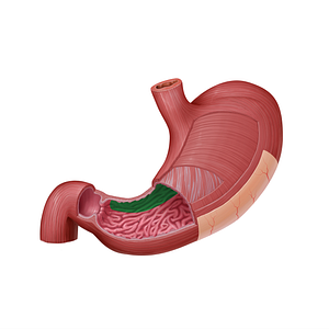 Gastric canal (#21585)