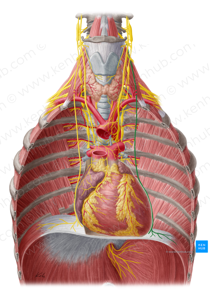 Left phrenic nerve (#6695)