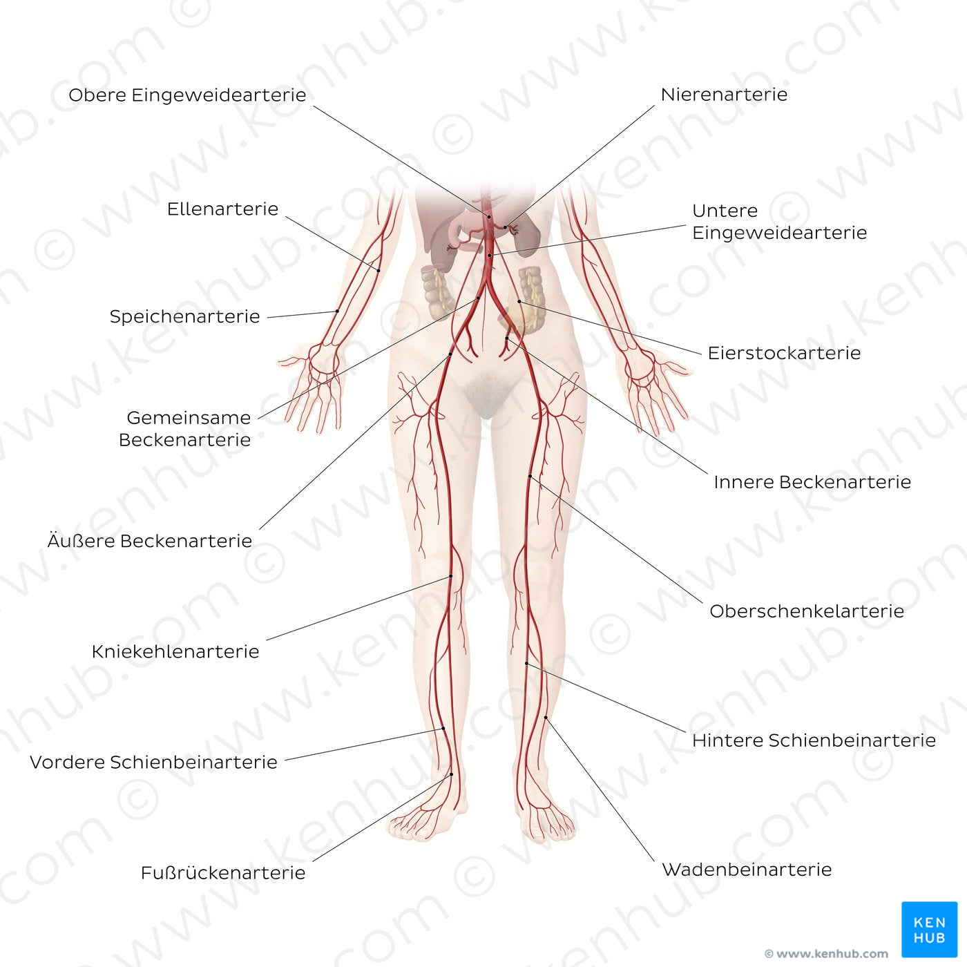 Cardiovascular system: Arteries of the lower part of the body (German)