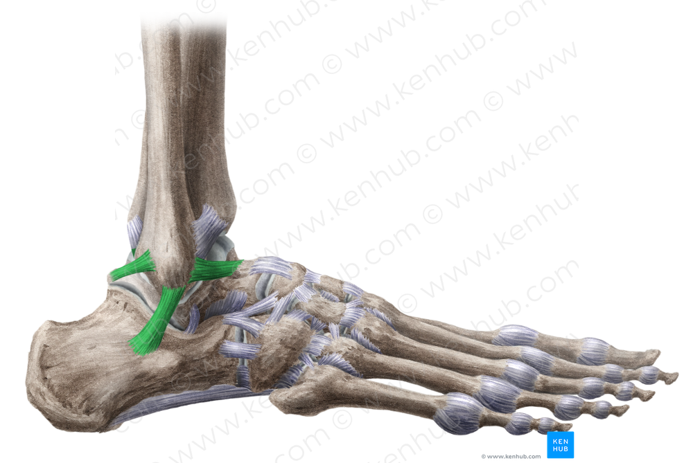 Lateral collateral ligament of ankle joint (#4492)