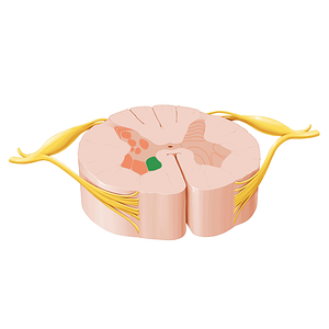 Medial motor nuclei of spinal nerves (#12053)