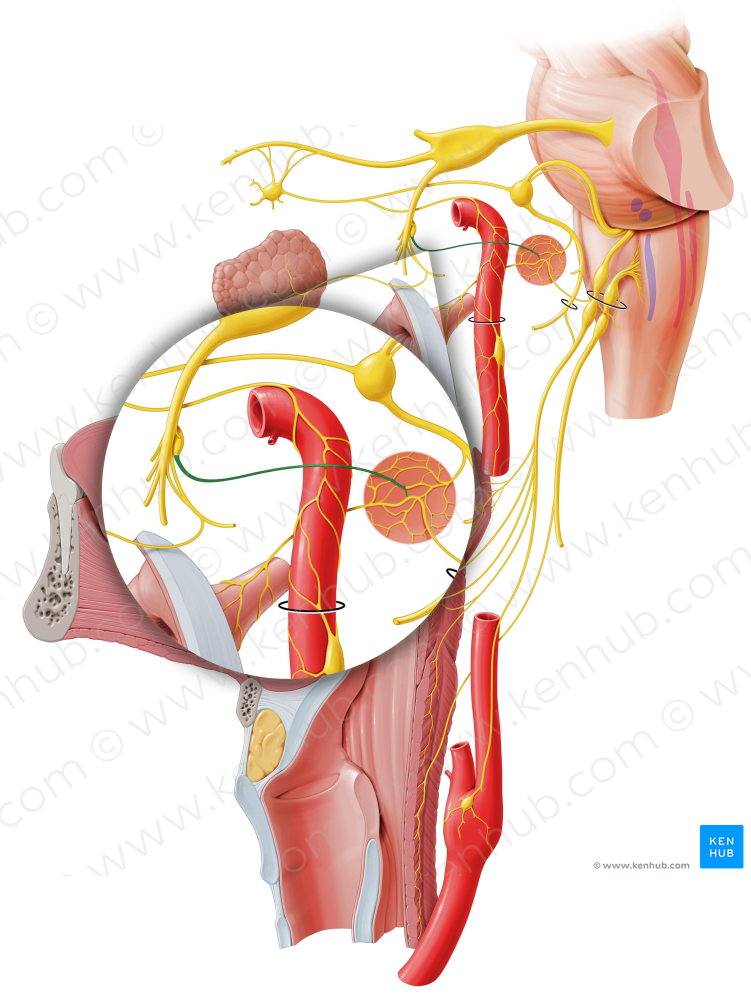 Lesser petrosal nerve (#6676)