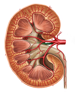 Posterior branch of renal artery (#8778)