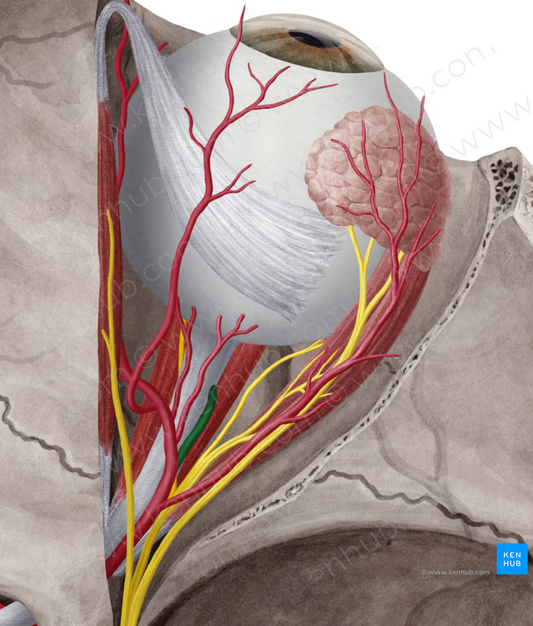 Central retinal artery (#997)