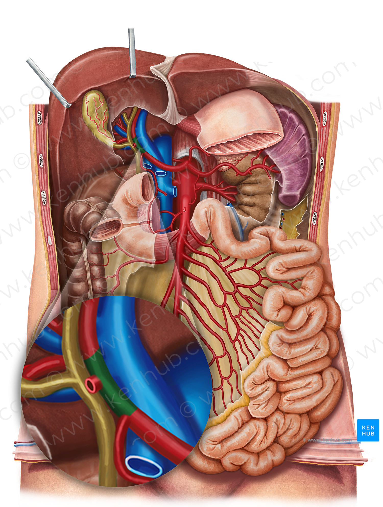 Proper hepatic artery (#1352)