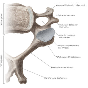 Cervical spine bones and ligaments: typical cervical vertebra (German)