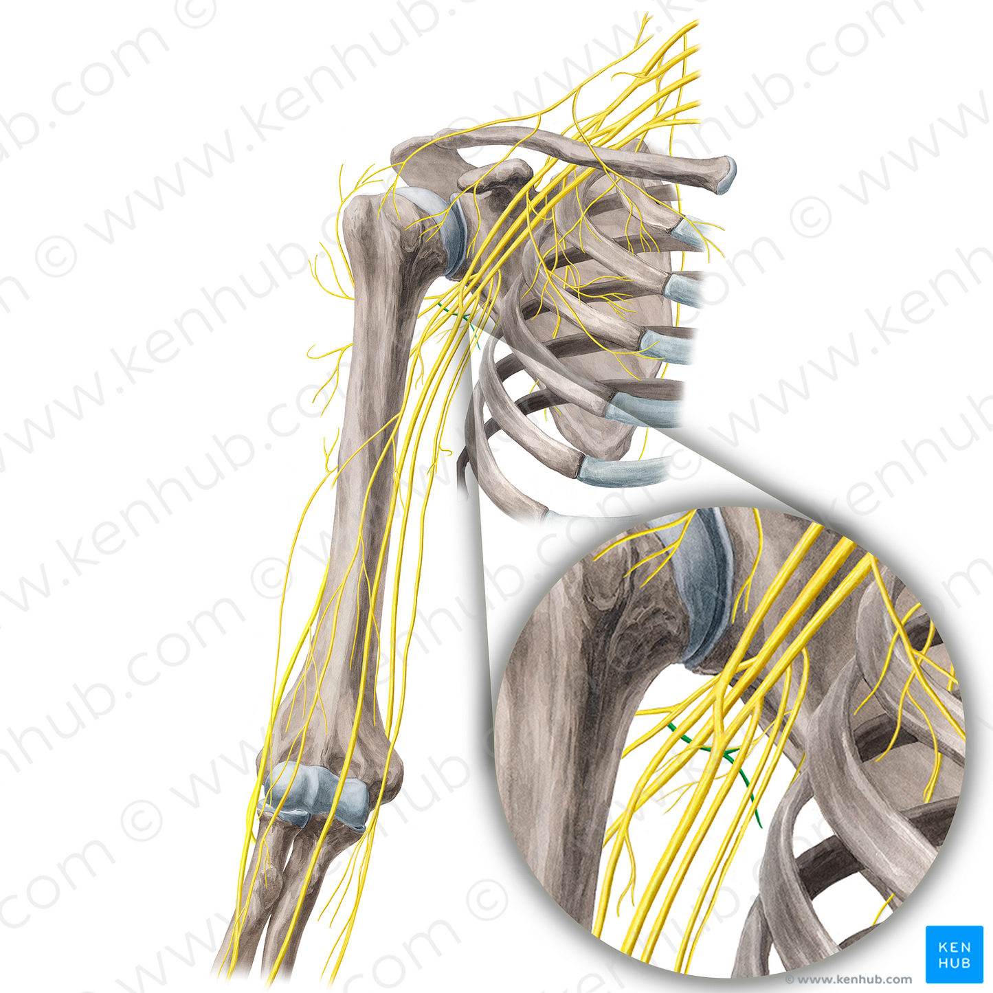 Nerve to teres minor muscle (#21684)
