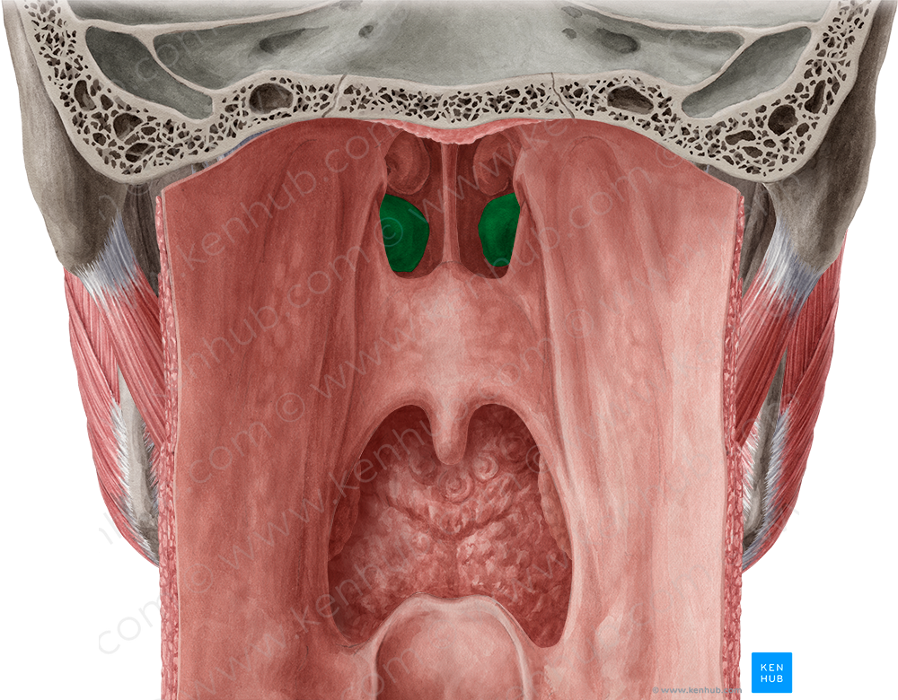 Inferior nasal concha (#2789)