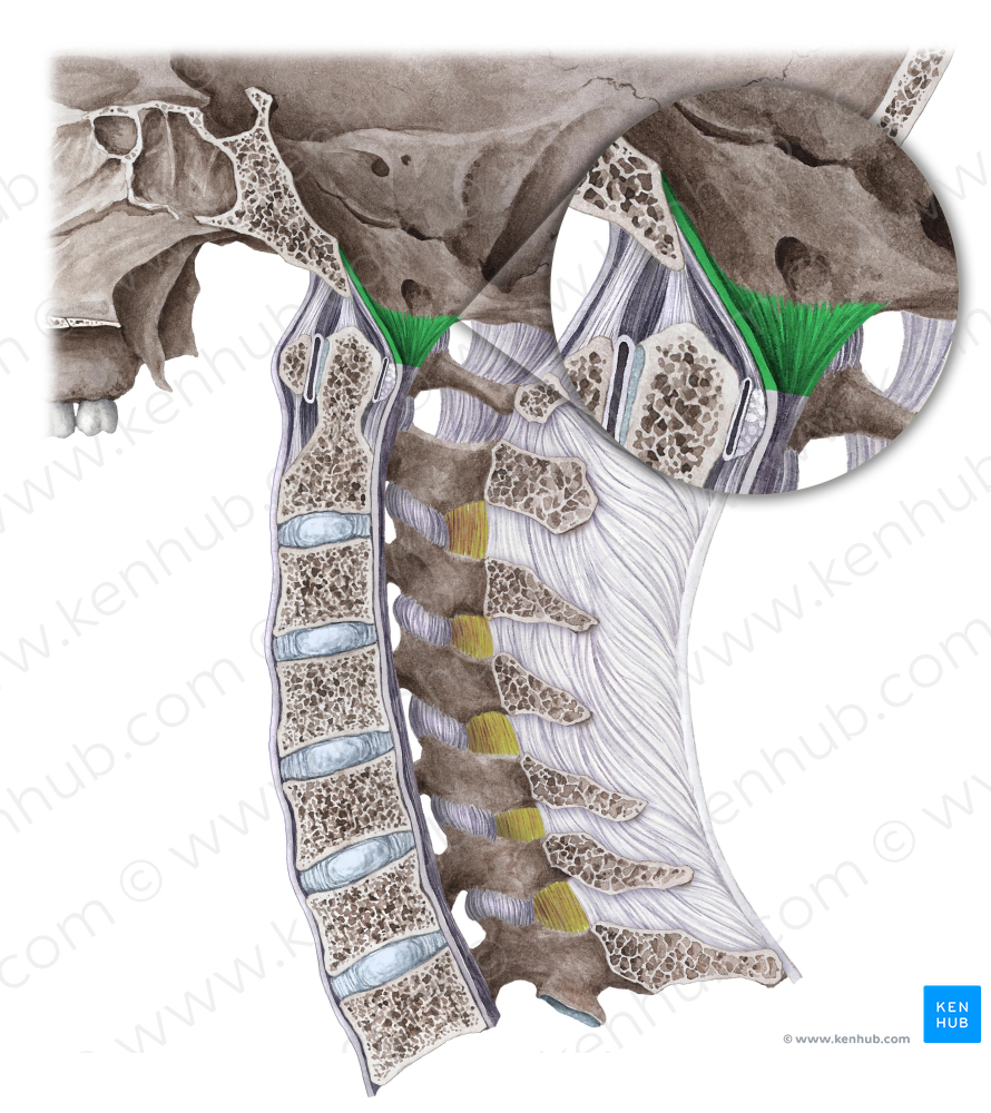 Tectorial membrane of cervical vertebral column (#5052)