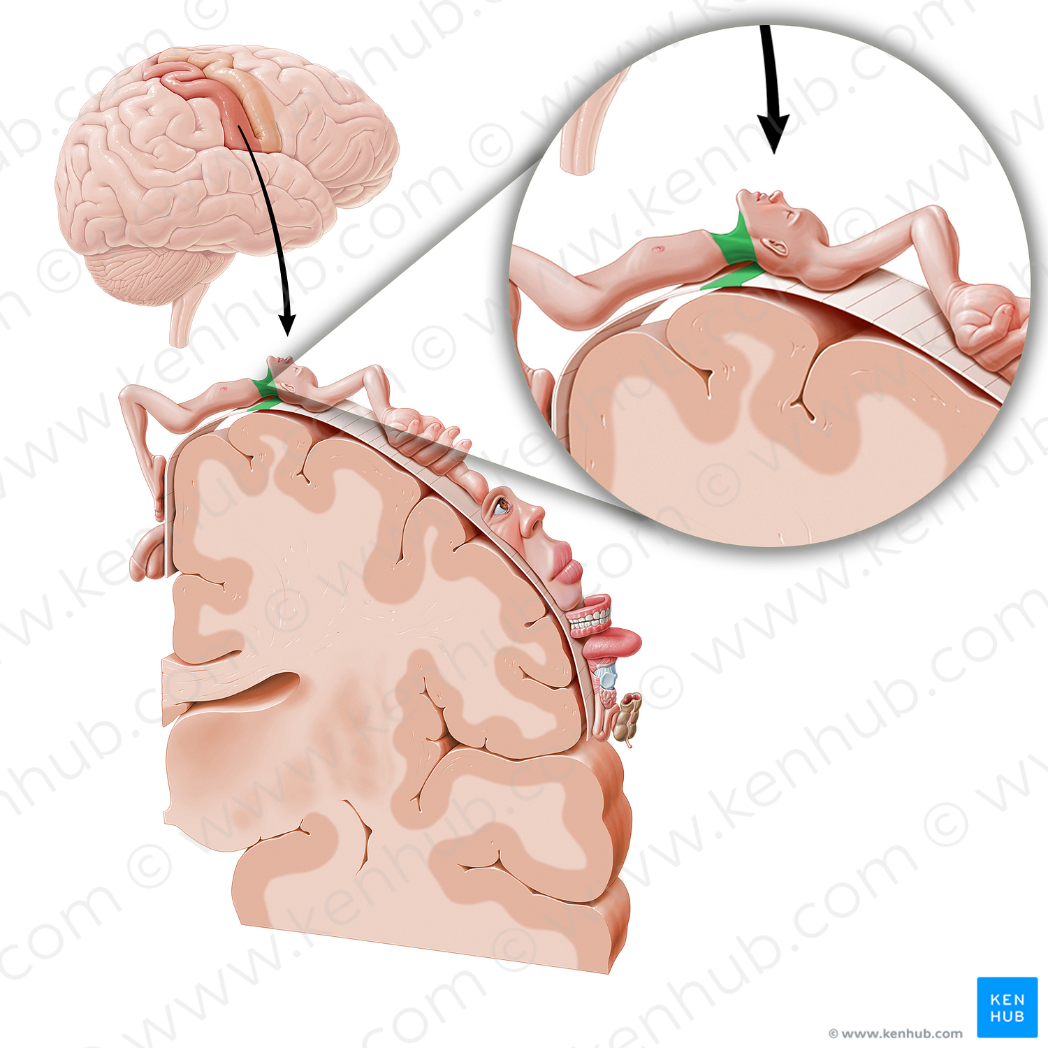 Sensory cortex of neck (#11055)