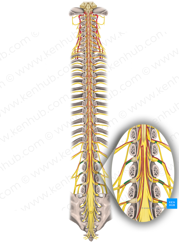 Spinal nerves L1-L4 (#6259)