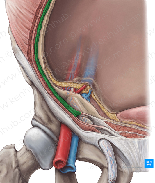 Transversus abdominis muscle (#6110)