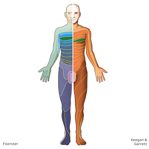 T4 dermatome (#20814)