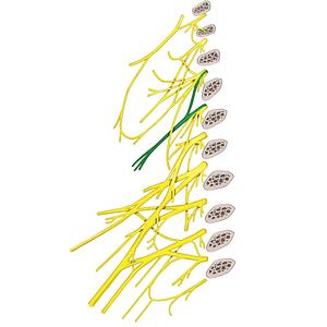 Supraclavicular nerves (#6283)