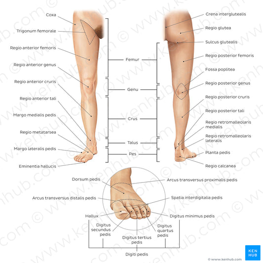 Regions of the lower extremity (Latin)