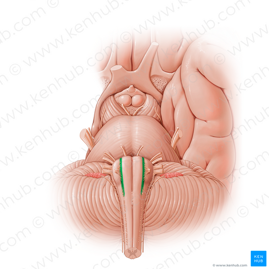 Preolivary groove (#21204)