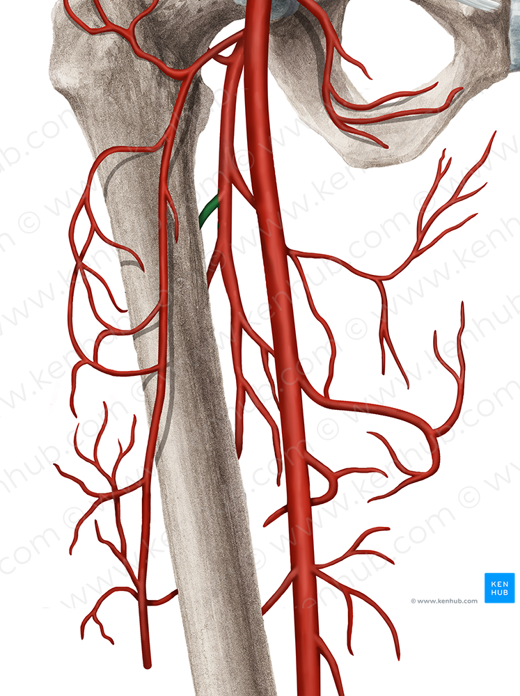 First femoral perforating artery (#1611)