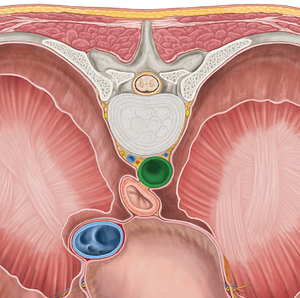 Descending thoracic aorta (#743)