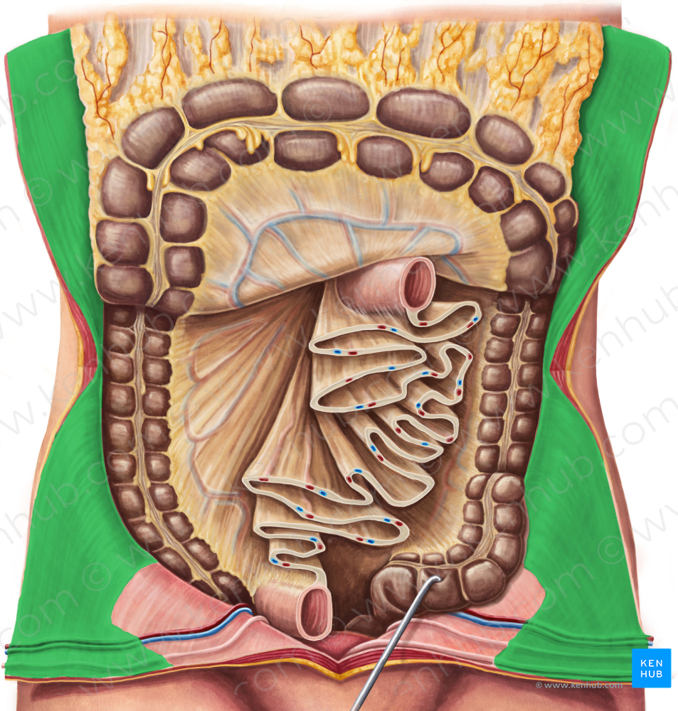 Parietal peritoneum (#7875)