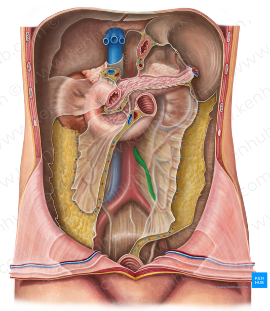 Inferior mesenteric artery (#1515)