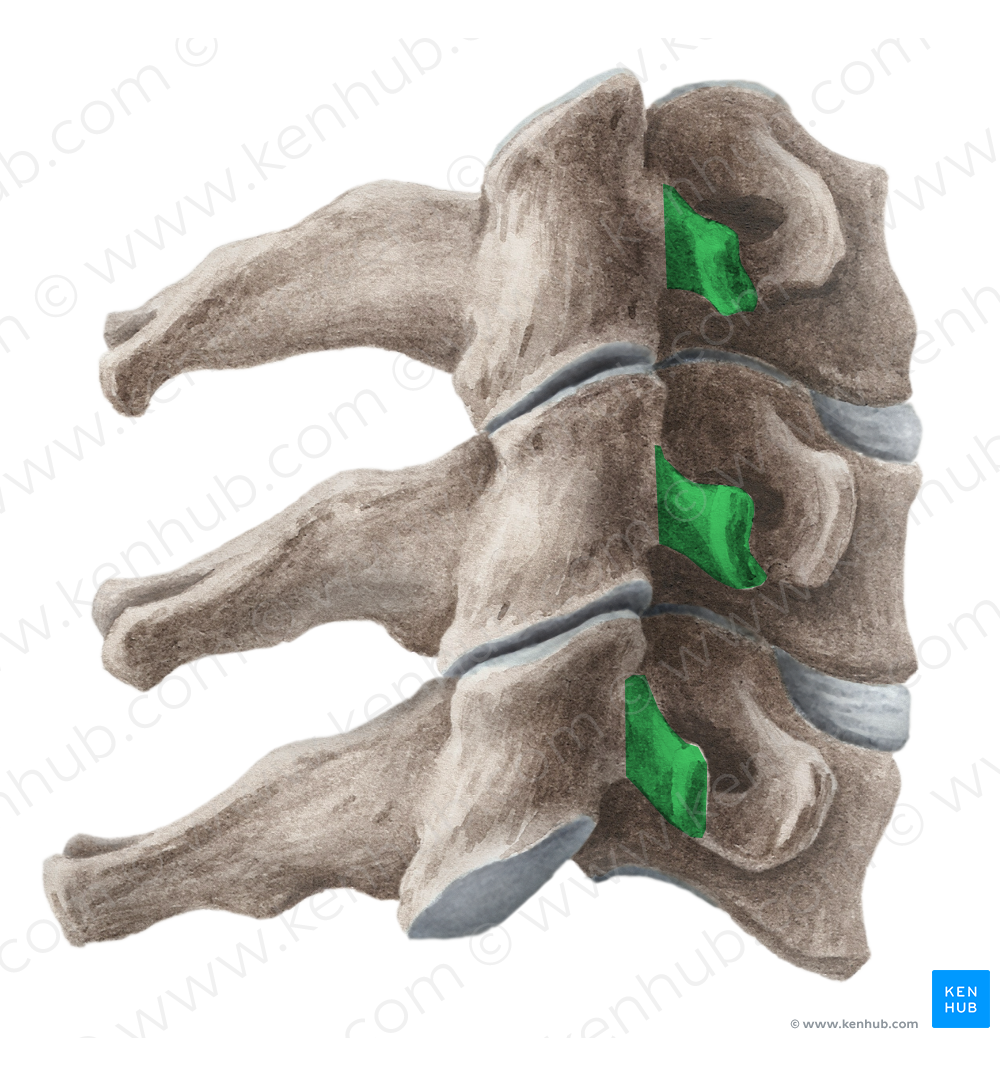 Posterior tubercle of cervical vertebra (#9748)