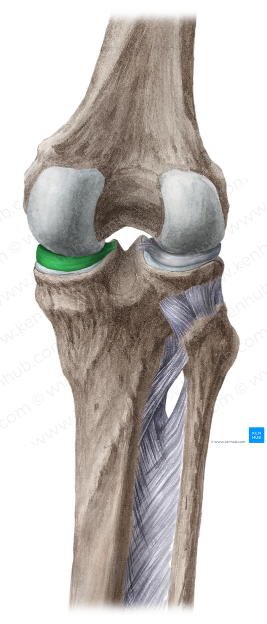 Medial meniscus (#5062)