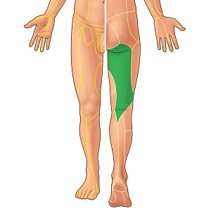 Posterior femoral cutaneous nerve (#21902)