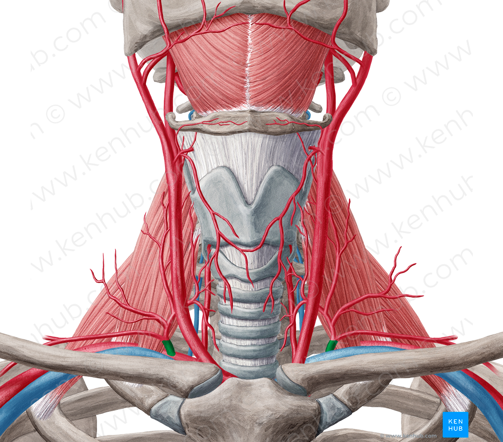 Thyrocervical trunk (#9663)