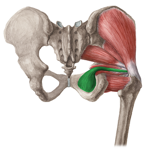 Obturator internus muscle (#5676)