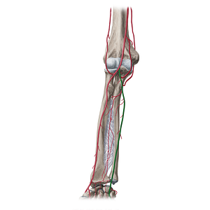 Ulnar artery (#1952)