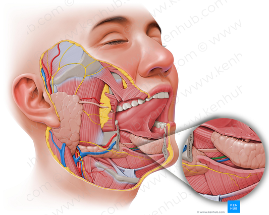 Sublingual artery (#1840)