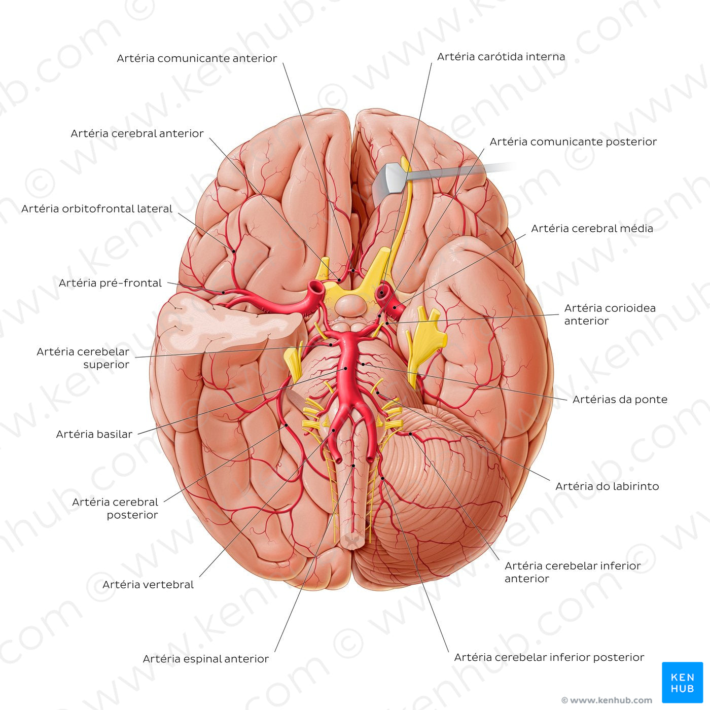 Arteries of the brain II (Portuguese)