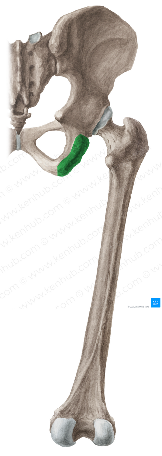 Ischial tuberosity (#9763)