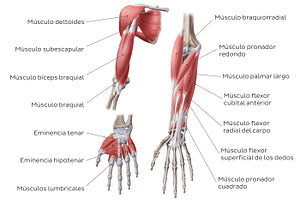 Main muscles of the upper limb - anterior (Spanish)