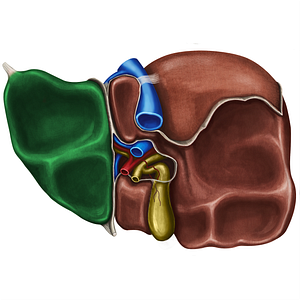 Left lobe of liver (#4811)