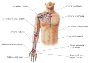 Main arteries of the upper limb - anterior (Latin)
