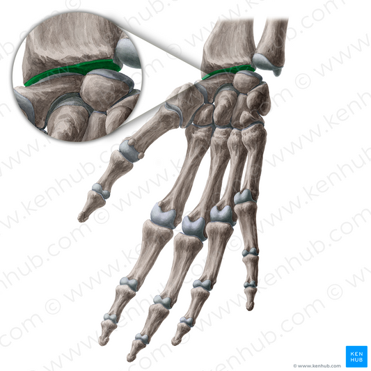 Carpal articular surface of radius (#21340)