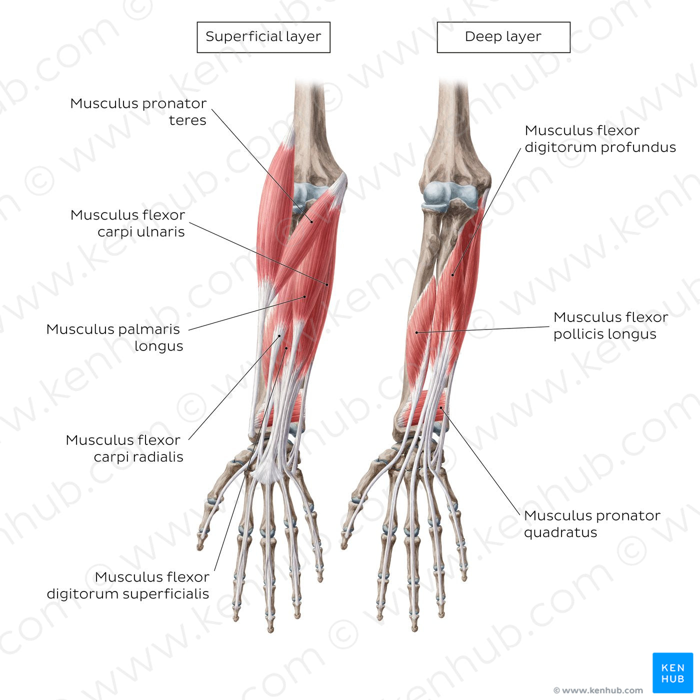 Flexors of the forearm (English headings) (Latin)