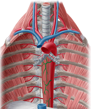 Esophageal branches of aorta (#8522)