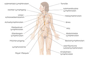 Lymphatic system (German)