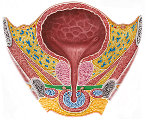 Male external urethral sphincter (#5986)